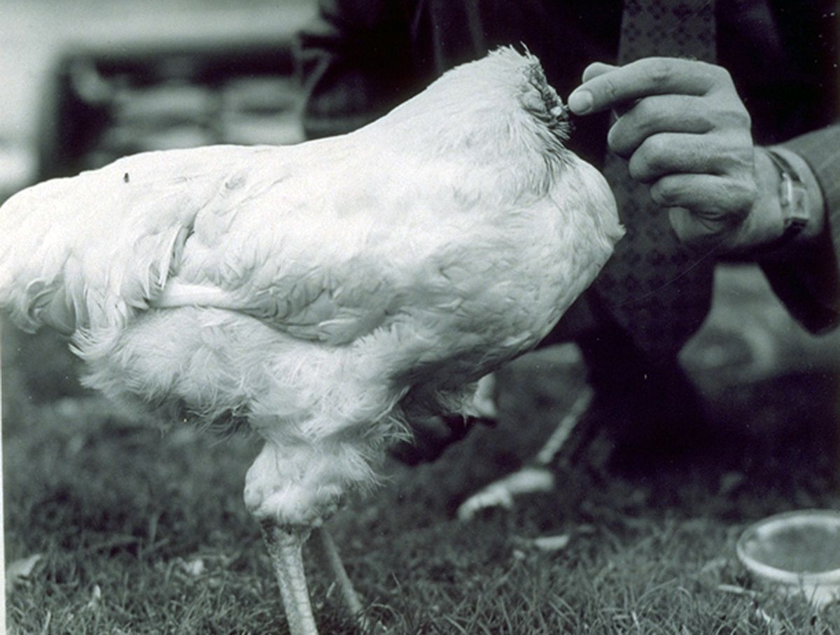 DFO's Animals: Headless Chicken | The Spokesman-Review