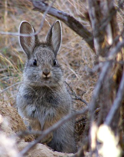 This undated image provided by Washington State University shows an endangered pygmy rabbit in the wild in Eastern Washington.  (Associated Press)
