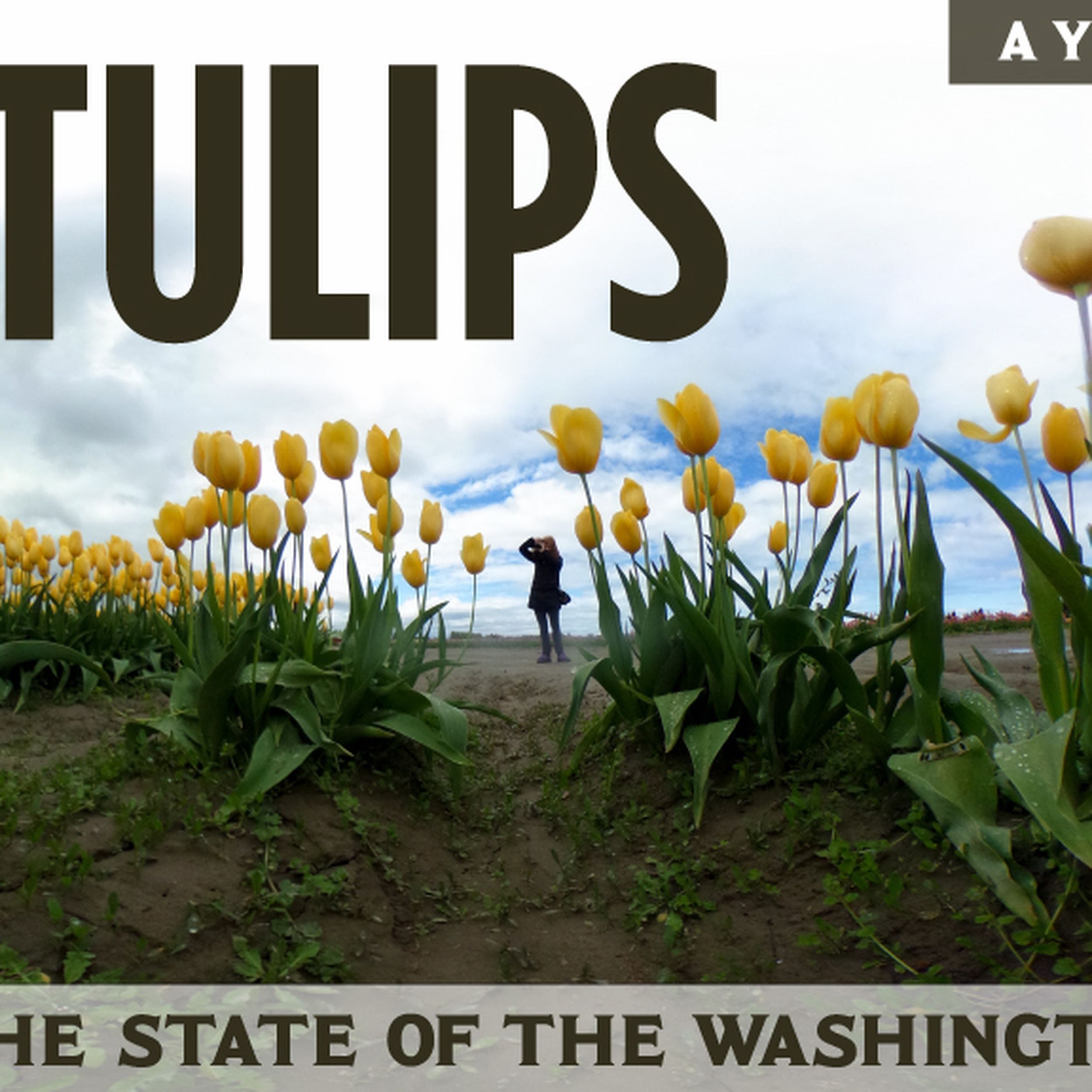 A year in the fields: Skagit Valley the heart of U.S. tulips, drawing  hordes each spring