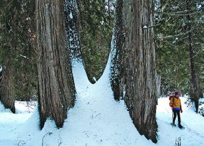 
Deb Hunsicker of Sagle snowshoes in the Ross Creek Cedars Scenic Area near Bull Lake in Western Montana last Sunday.
 (Rich Landers / The Spokesman-Review)