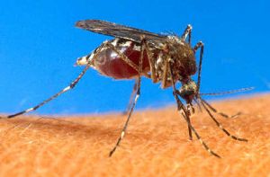 
Though West Nile Virus has not been detected in humans in North Idaho or Washington, the Panhandle and Spokane Regional health districts are encouraging residents to protect themselves from mosquitos, which can carry the virus.
 (Associated Press / The Spokesman-Review)
