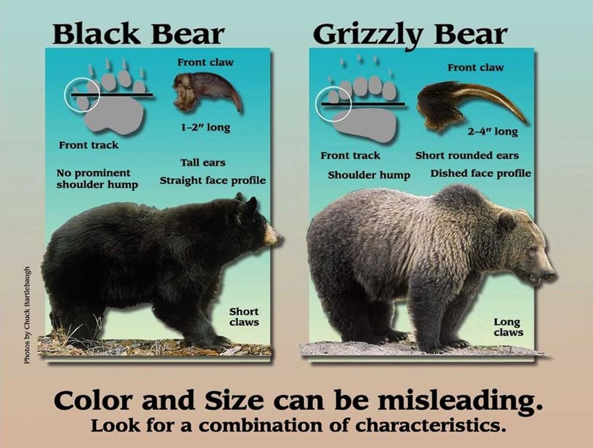 Black Bear Grizzly Comparison Chart 