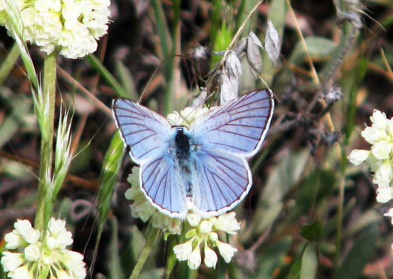 A male Blue Copper butterfly, seen at Turnbull Wildlife Refuge.  Copyright John Baumann
 (John Baumann)