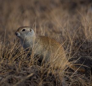 Richardson's ground squirrel. (Jaime Johnson)