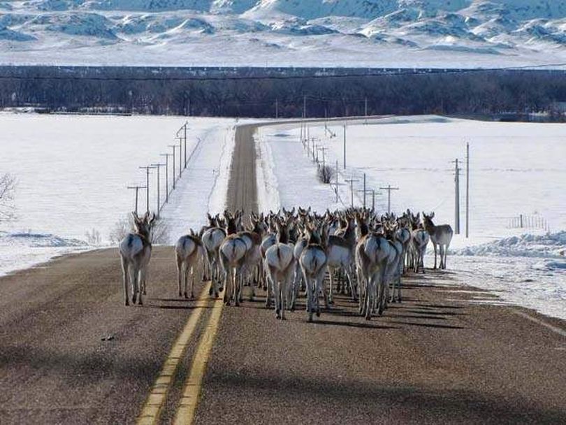 Pronghorns herd up on an eastern Montana highway for relief from the snow and cold they suffered from November 2010 through March 2011. (Great Falls Tribune)