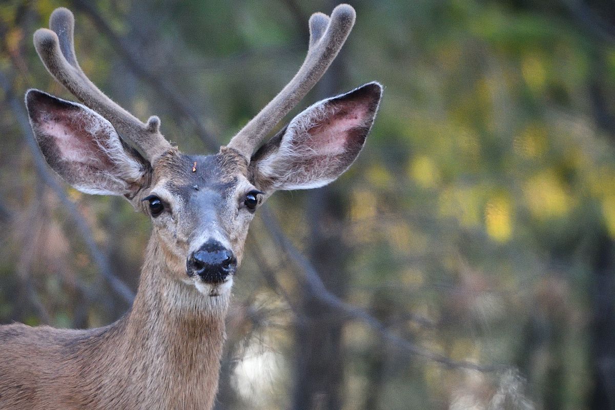 A mule deer buck grazes on the side of the road June 25 near Fruitland in Stevens County. Antler growth usually begins in February or March.   (COURTESY OF COLIN TIERNAN)