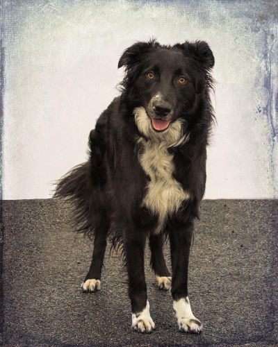 Male border collie at SCRAPS needs active family. (Karen Fosberg / Courtesy photo)