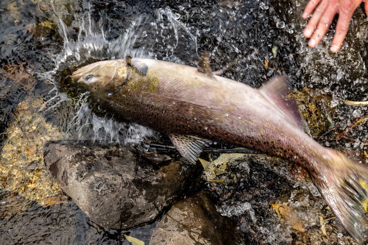 A chinook salmon scampers over rocks before being gently guided into the deeper waters of the Spokane River.  (COLIN MULVANY/THE SPOKESMAN-REVIEW)