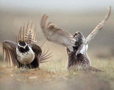 A male sage grouse fights for the attention of female sage grouse southwest of Rawlins, Wyo., in May 2008. (Associated Press)