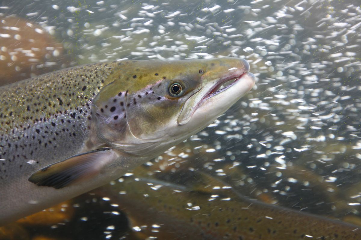 A spawning salmon. (Getty Images)