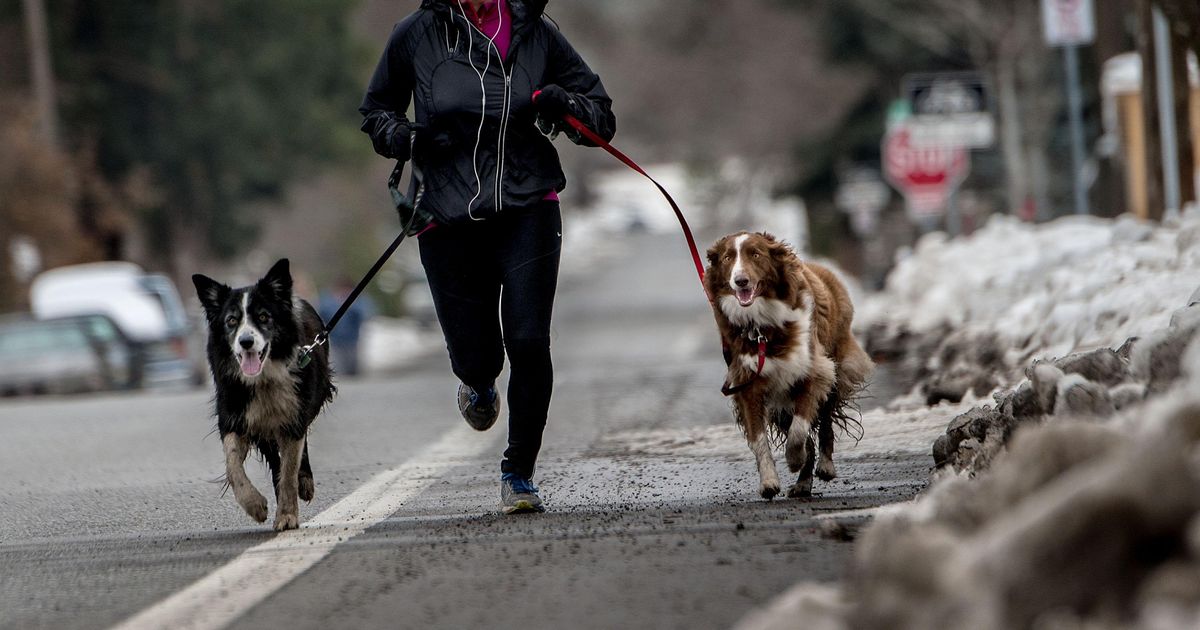 Photo: Dog runner | The Spokesman-Review