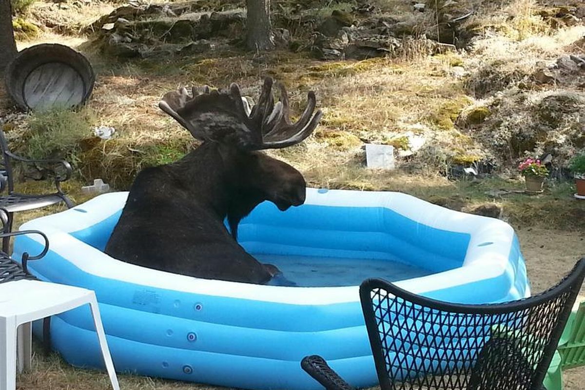 A bull moose lounges in the kiddie pool at the Johnson family residence in the Painted Hills of Spokane Valley hear Dishman-Mica Road. Story below. (Courtesy photo / Kathy Johnson)
