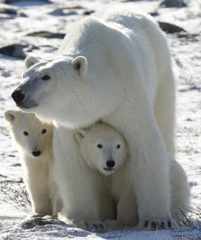 
Canada: A polar bear mother and her two cubs are shown in Wapusk National Park on the shore of Hudson Bay near Churchill, Manitoba.
 (The Spokesman-Review)