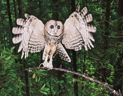 
A male hybrid owl, produced by a northern spotted owl and a barred owl, snatches a mouse offered by a researcher earlier this month in the Willamette National Forest outside Lowell, Ore. One of the issues included in a review of threatened species protection for the northern spotted owl is hybridization, and it is putting a wrinkle in the future of the threatened bird that triggered sharp logging cutbacks in the Northwest. 
 (Associated Press / The Spokesman-Review)