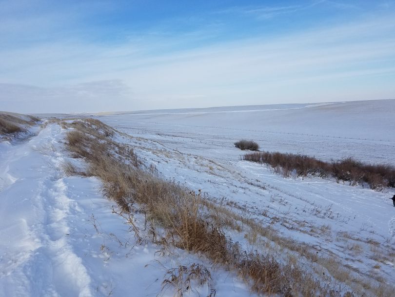 Photo shows the open terrain near Choteau, Montana, where a hunter shot a grizzly bear he encountered while hunting pheasants. (Montana Fish, Wildlife and Parks)