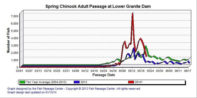 Counts of adult spring chinook salmon over Lower Granite Dam, posted May 22, 2014. (Fish Passage Center)