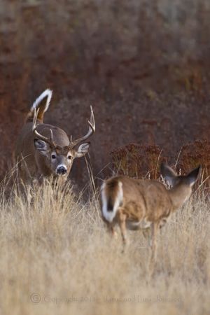 A whitetail buck makes advances on a doe during the rut in Western Montana on Nov. 6, 2011. (Jaime Johnson)