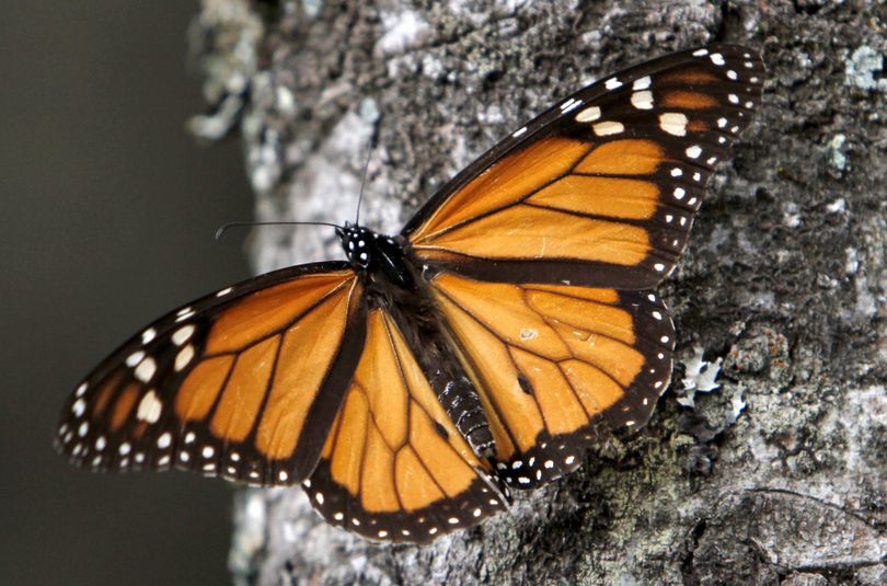 A Monarch butterfly sits on a tree at the Sierra Chincua Sanctuary in Mexico. (Associated Press)