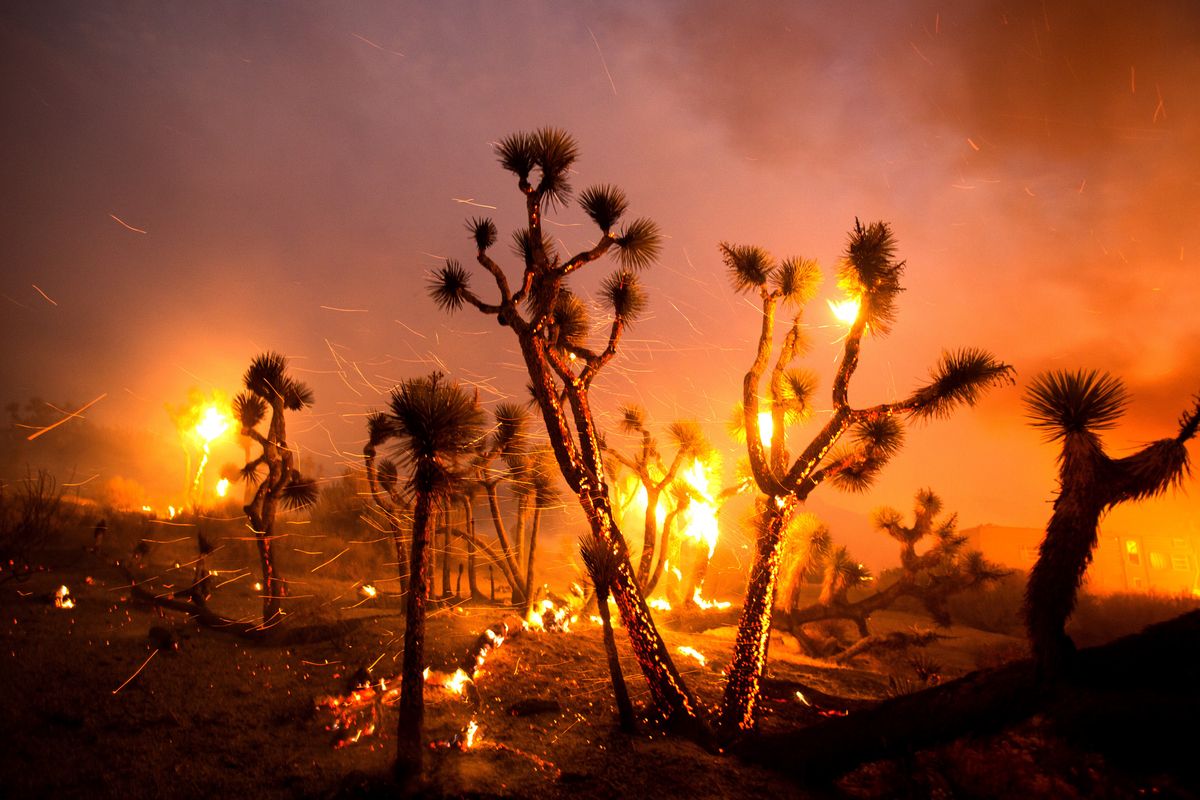 The wind whips embers from the Joshua trees burned by the Bobcat Fire in Juniper Hills, Calif., Friday, Sept. 18, 2020.  (Ringo H.W. Chiu)