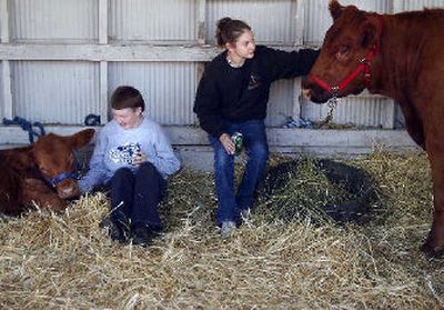 
Twelve-year- old Holly Brandt, left, and her sister Heather, 15, hang out with their Pinzgauer Angus-cross entries, Tommy and Jewel, at the Southeast Spokane County Community Fair on Sunday. 
 (Liz-Anne Kishimoto / The Spokesman-Review)