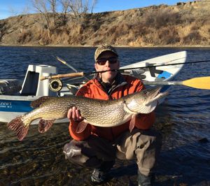 Kansas City, Mo., angler Nathan Diesel caught this 38-inch, 16-pound northern pike while fly fishing for trout in Montana's Bighorn River on Jan. 23, 2015. (Mike DuFresne)