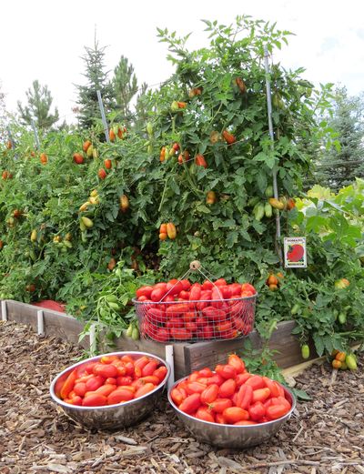 Jet Star Tomato: Tomato of the Month