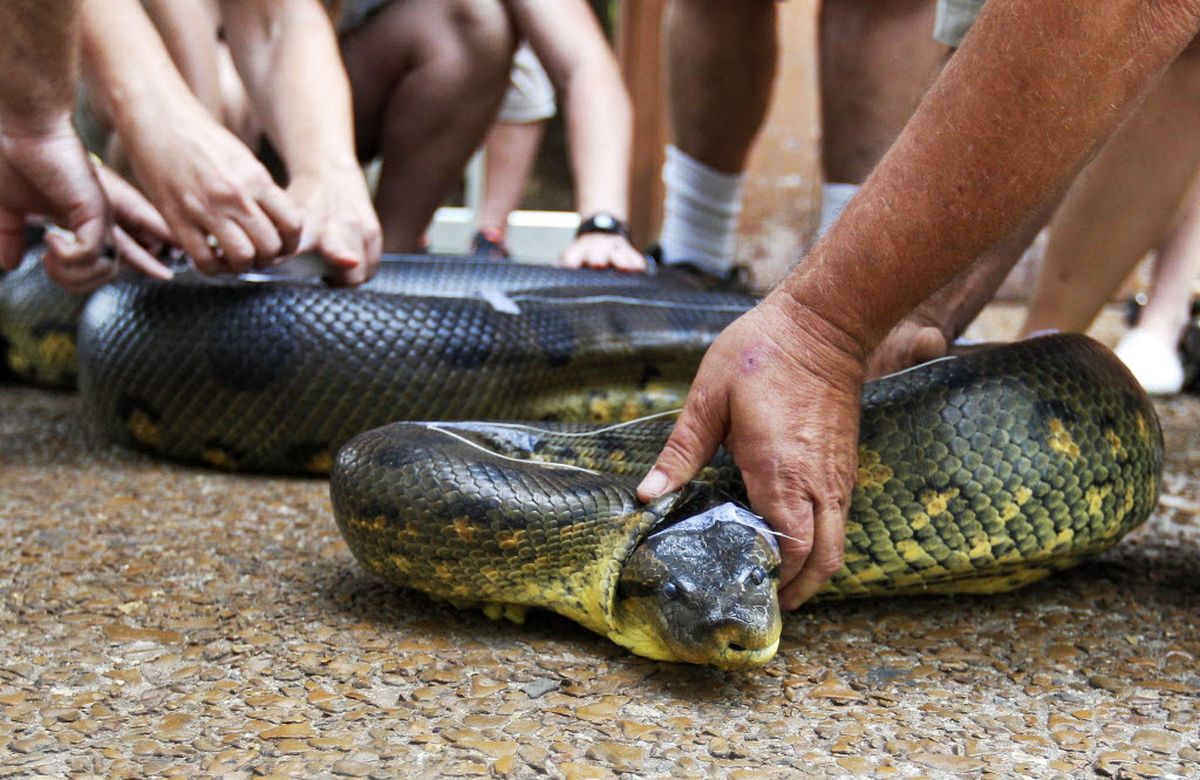 Some Long Snake | The Spokesman-Review