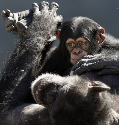 A mother chimp relaxes with her baby at Chimp Haven in Keithville, La., on Feb. 19. (Associated Press)