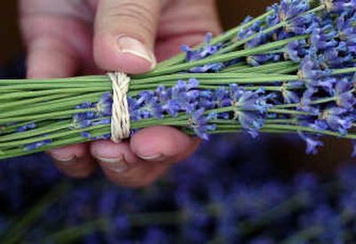 
Nielsen shows a bundle of folgate lavender from her farm.
 (The Spokesman-Review)