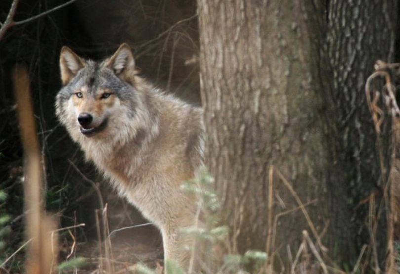 A gray wolf.   (File Associated Press / The Spokesman-Review)