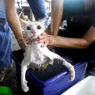 
A cat gets cleaned up Saturday after being rescued from a home in St. Bernard, La. 
 (Associated Press / The Spokesman-Review)