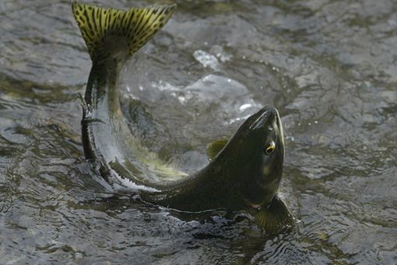 Pink salmon also are called humpies. (Everett Herald)
