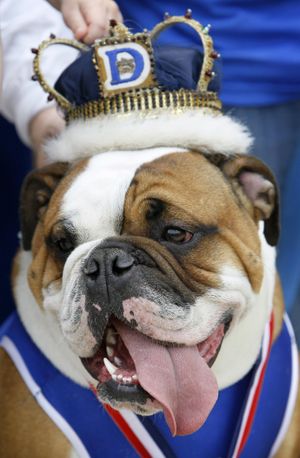 Meatball, owned by Ryan and Kati Anderson of Des Moines, Iowa, sits on the throne after being crowned the winner of the 31st annual Drake Relays Beautiful Bulldog Contest, Monday, April 19, 2010, in Des Moines, Iowa. The pageant kicks off the Drake Relays festivities at Drake University where a bulldog is the mascot. (Charlie Neibergall / Associated Press)