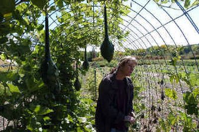
Emily Skelton, greenhouse specialist, walks through a trellis with dinosaur gourds hanging from the vines at Seeds of Change. 
 (Associated Press / The Spokesman-Review)