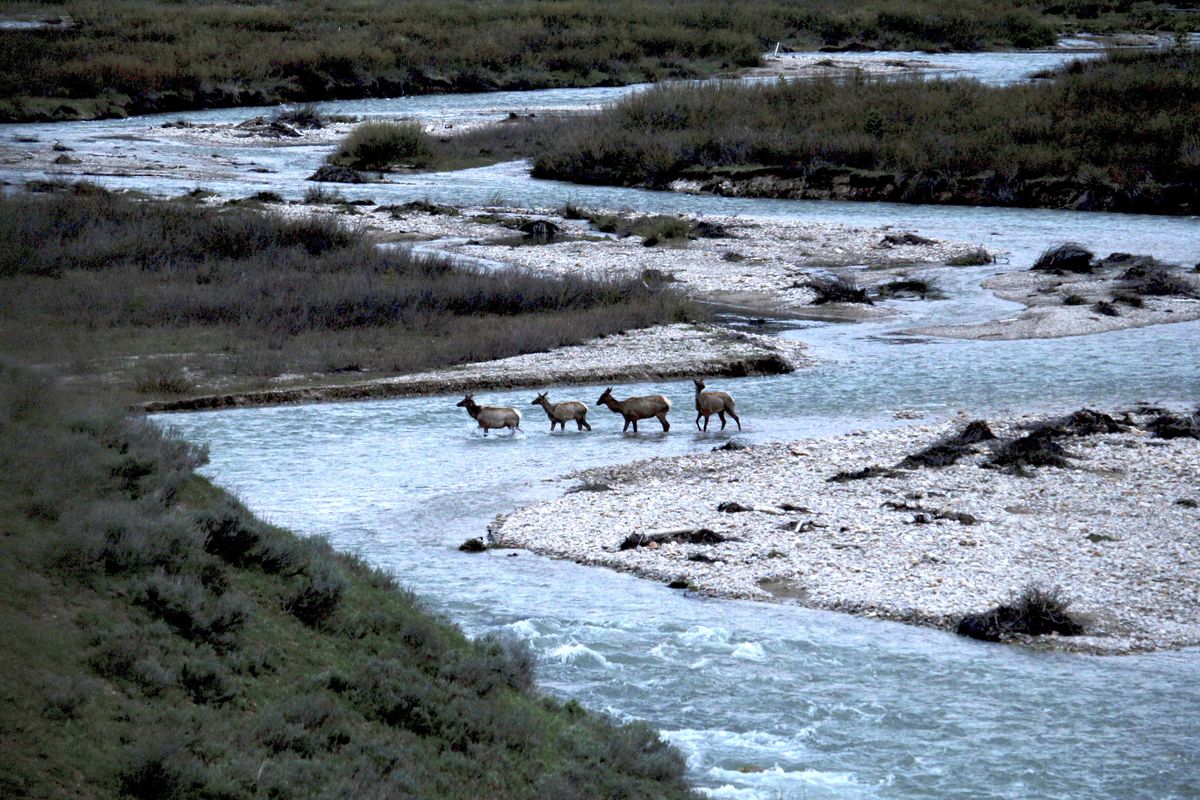 In this photo provided by the Wyoming Migration Initiative, migratory elk cross Granite Creek in the Bridger-Teton National Forest, Wyoming, on May 19, 2018. Big-game animals have traveled the same routes across Western landscapes for millennia but scientists only recently have discovered precisely where they go in pursuit of the best places to spend summer or wait out winter. Now the U.S. Geological Survey has published a collection of migration maps based on the latest research using GPS tracking and statistical analysis techniques.  (Gregory Nickerson/Associated Press)