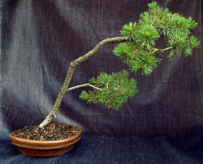 
Bonsai is one type of gardening that can be continued indoors over the winter.
 (File/ / The Spokesman-Review)