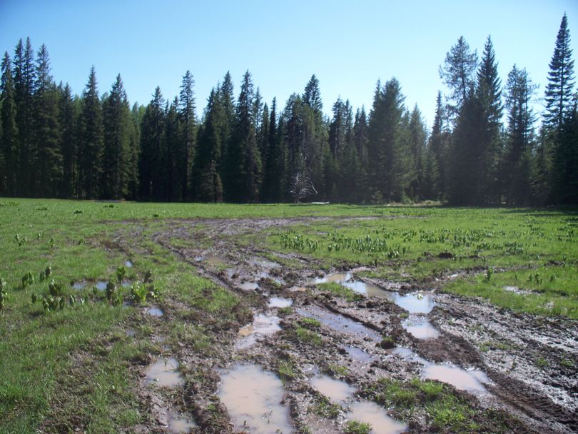This mudbogging site was also found off the Milner Trail where extensive damage occurred in a meadow on the Nez Perce-Clearwater National Forest in Idaho in May 2012. (U.S. Forest Service)