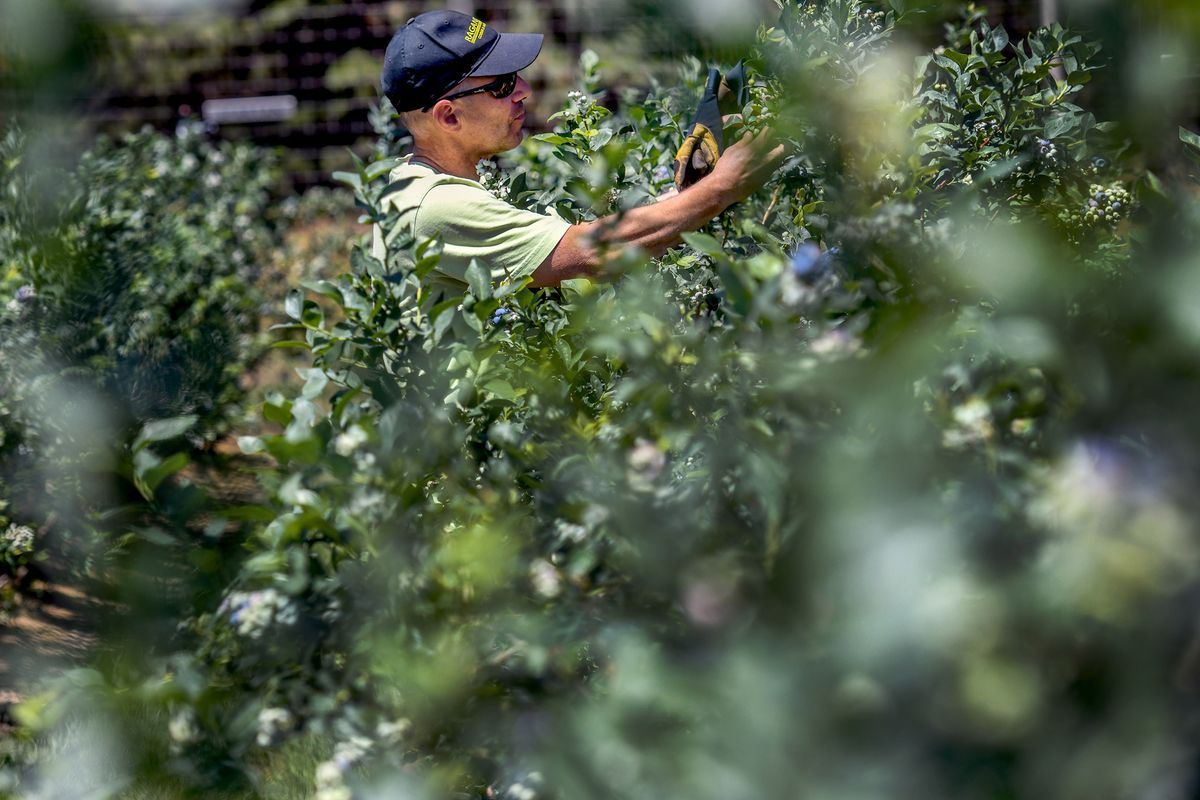Steve Pointer picks a few blueberries at his farm, Red Canoe Blueberry Farm, in Hauser on Friday. The recent heat wave has forced several farms to make difficult choices with crops and irrigation in efforts to conserve water.  (Kathy Plonka/The Spokesman-Review)