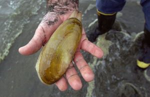 Clammers can harvest up to 15 razor clams such as this one, taken at Grayland, Wash. (Elaine Thompson / The Spokesman-Review)