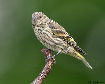 Songbirds in the West, such as the pine siskin pictured here, are suffering from disease spread.  (Courtesy of TOM MUNSON)