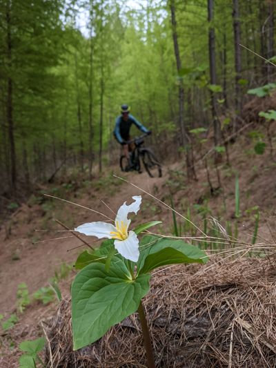A mountain biker rounds a curve on a trail on Moscow Mountain. The flower in the foreground is a trillium.  (Courtesy Palouse Land Trust)