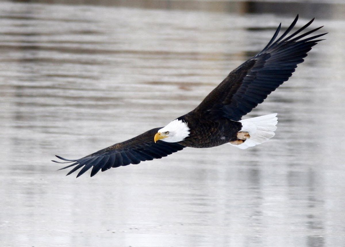 Лилия bald eagle фото