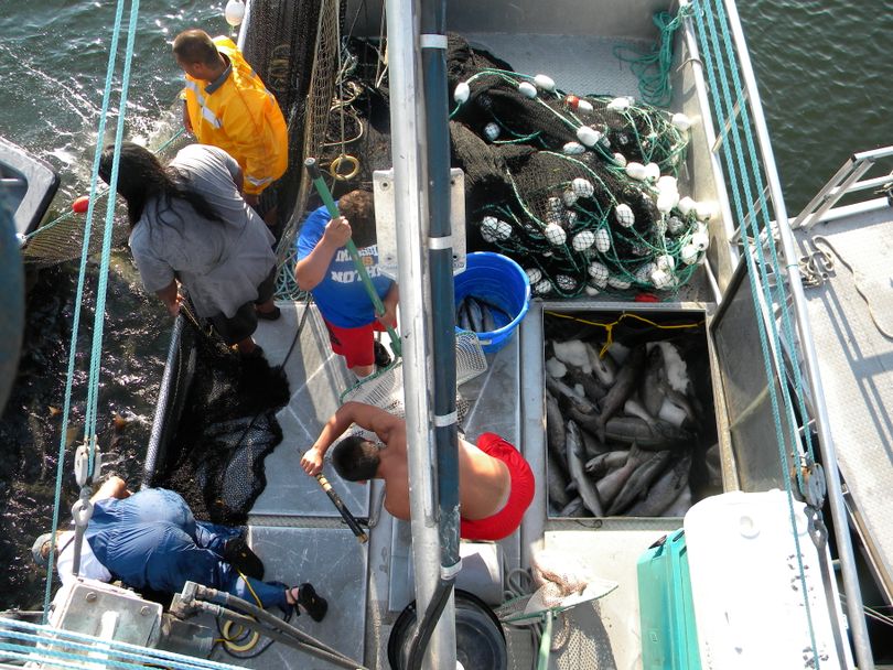 Colville Tribe workers harvest salmon on a purse seine boat based near the mouth of the Okanogan River. (Michelle Campobasso / Colville Confederated Tribes)