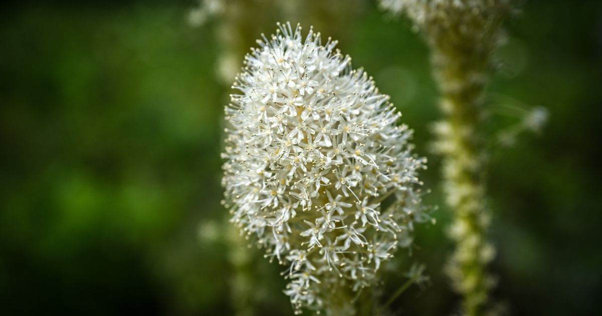 Bear grass boom: There’s still time to see these unpredictable, showy white blooms up on Mount Spokane – if you’re quick
