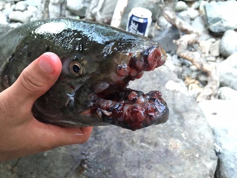 A chinook salmon with sores and tumors on its mouth was caught by Idaho angler Clinton Kingston in spring of 2016 in the Little Salmon River. (Courtesy)