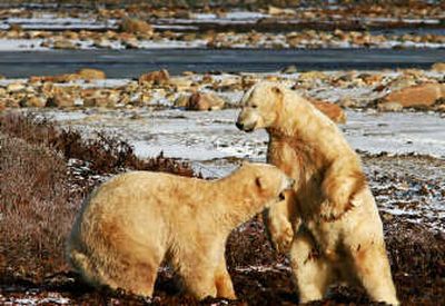 
Two male polar bears play at fighting off the shoreline of Hudson Bay in Churchill.Associated Press
 (Associated Press / The Spokesman-Review)