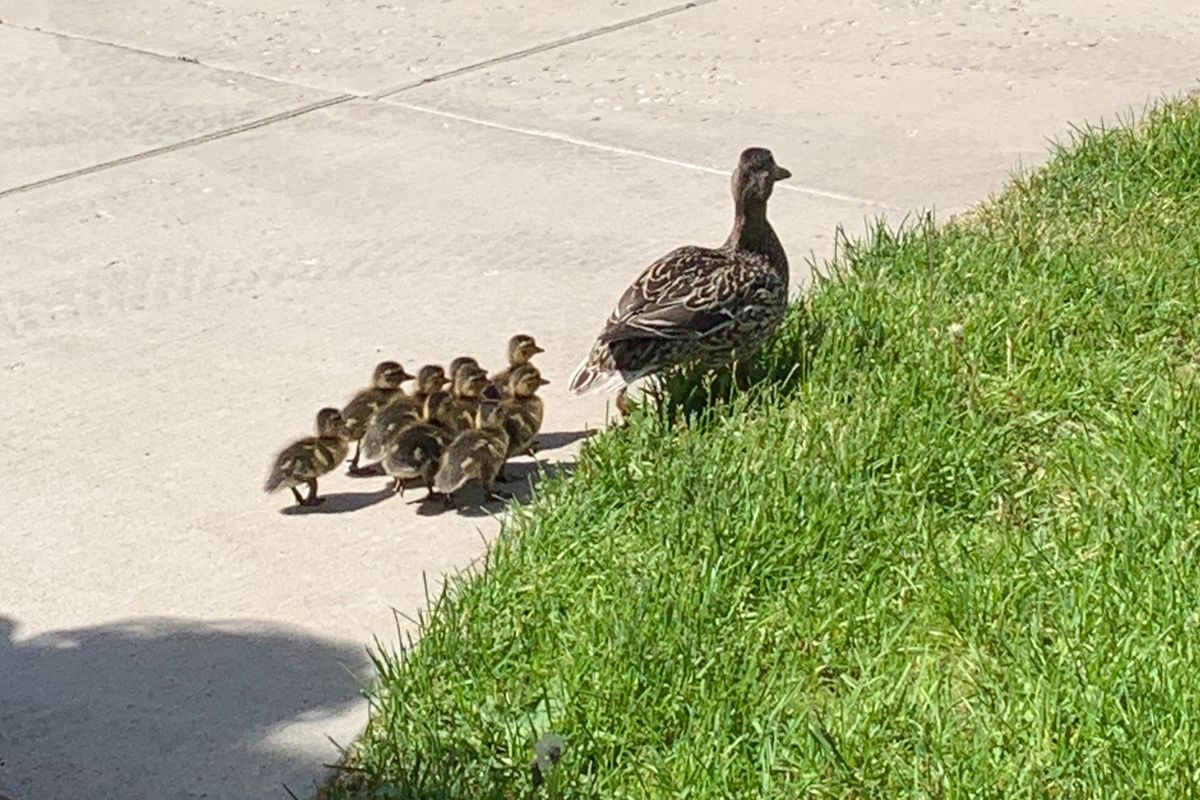 A mama duck and her babies are escorted from the central courtyard of Jefferson Elementary School on Thursday. School staff guided the family through the school and onto the playground.  (Photo by Anne Walter)