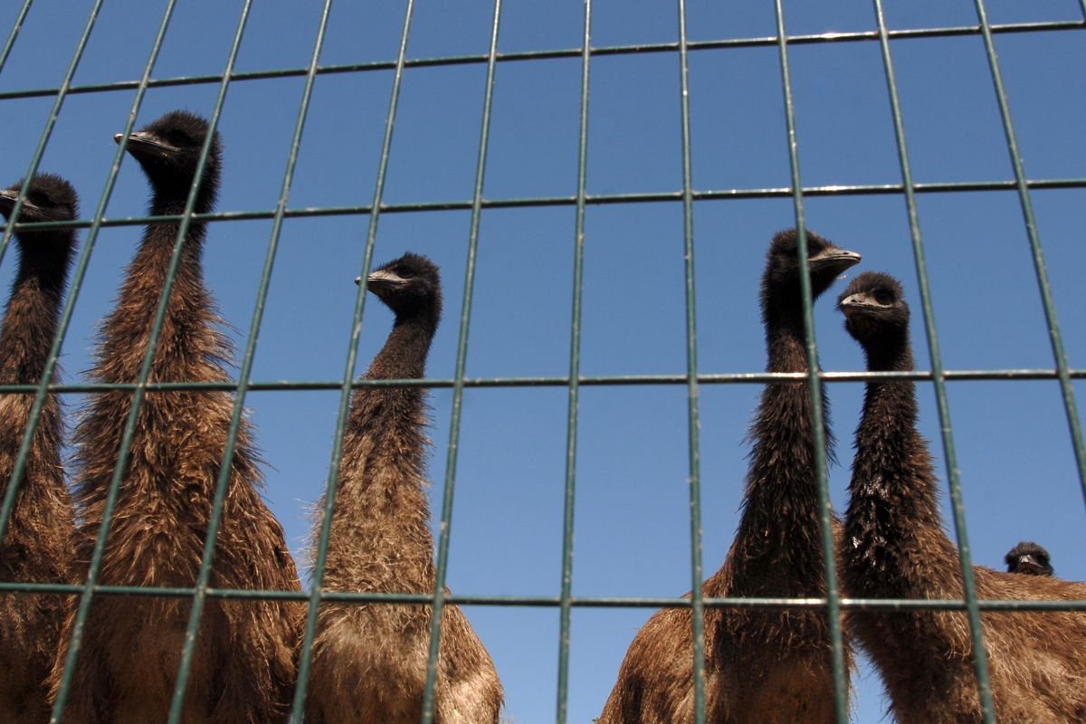 A group of curious young emus gather at a fence at the Montana Emu Ranch Co. west of Kalispell, Mont., on July 20. What was a necessity for Australian Aborigines became a novelty for Americans in the early 1990s.