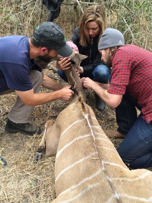 Ryan Long, Corina Tarnita and Rob Pringle attach a radio collar around the neck of a sedated Kudu antelope in Gorongosa National Park in July 2015.  (Courtesy of Corina Tarnita)