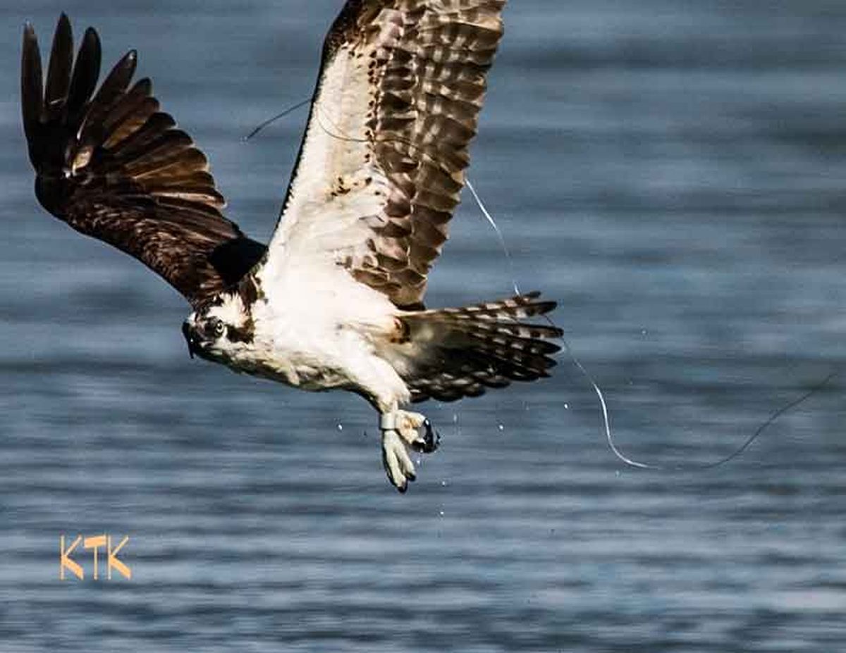 Fishing line a threat to osprey